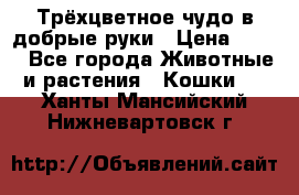 Трёхцветное чудо в добрые руки › Цена ­ 100 - Все города Животные и растения » Кошки   . Ханты-Мансийский,Нижневартовск г.